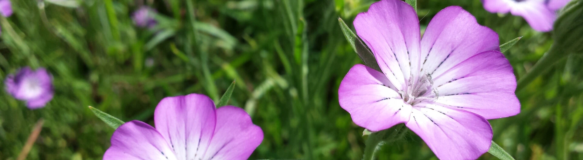 Fleurs violettes de la nielle des blés dans un champ